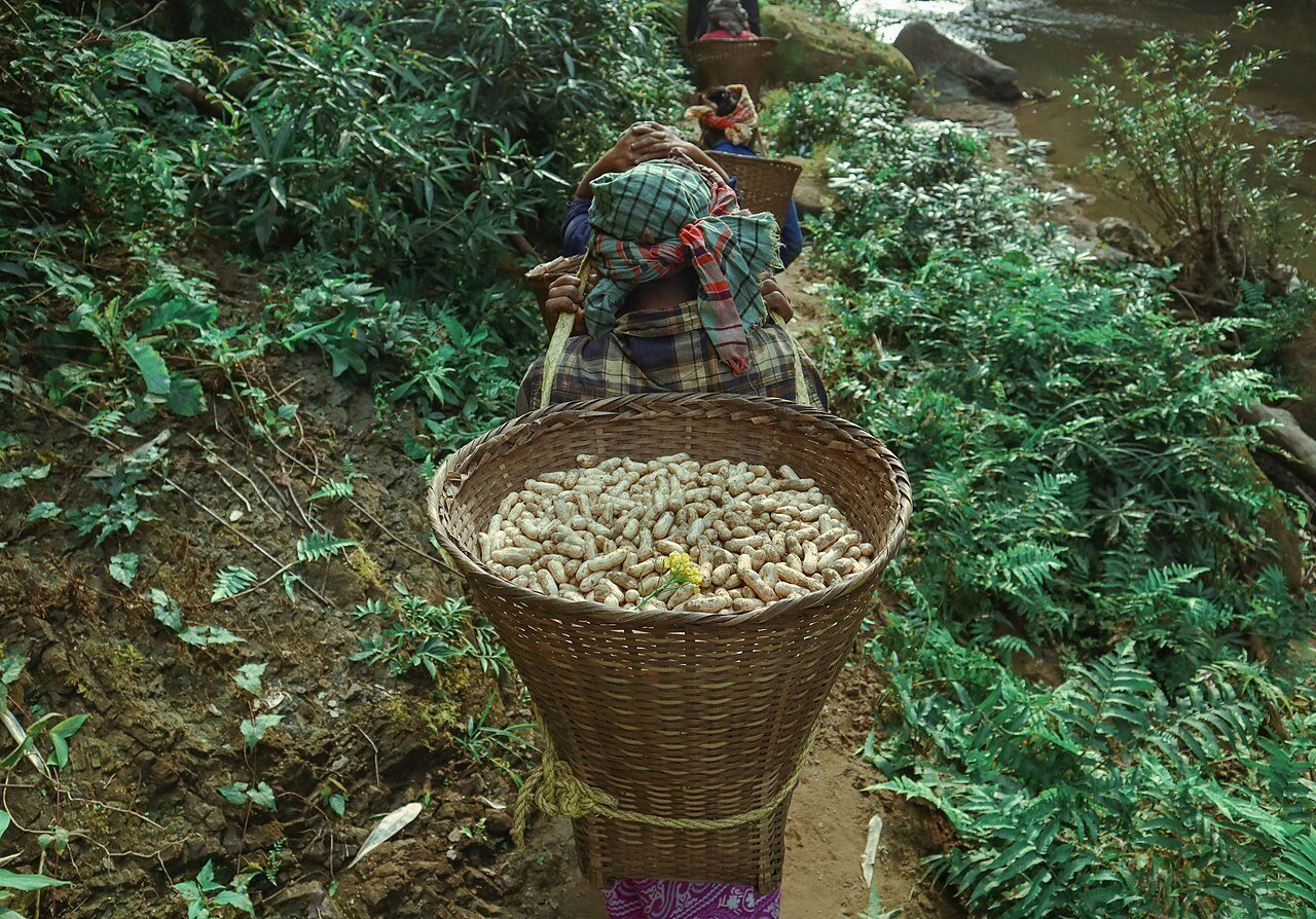 শুষ্ক অঞ্চলের চাষে আন্তর্জাতিক আইএসএসসিএ পুরস্কার পেল বারির চীনাবাদামের জাত